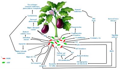 Insights Into Microbially Induced Salt Tolerance and Endurance Mechanisms (STEM) in Plants